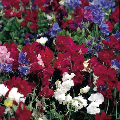 Picture of Sweet Pea Mixes - Snoopea Mixed